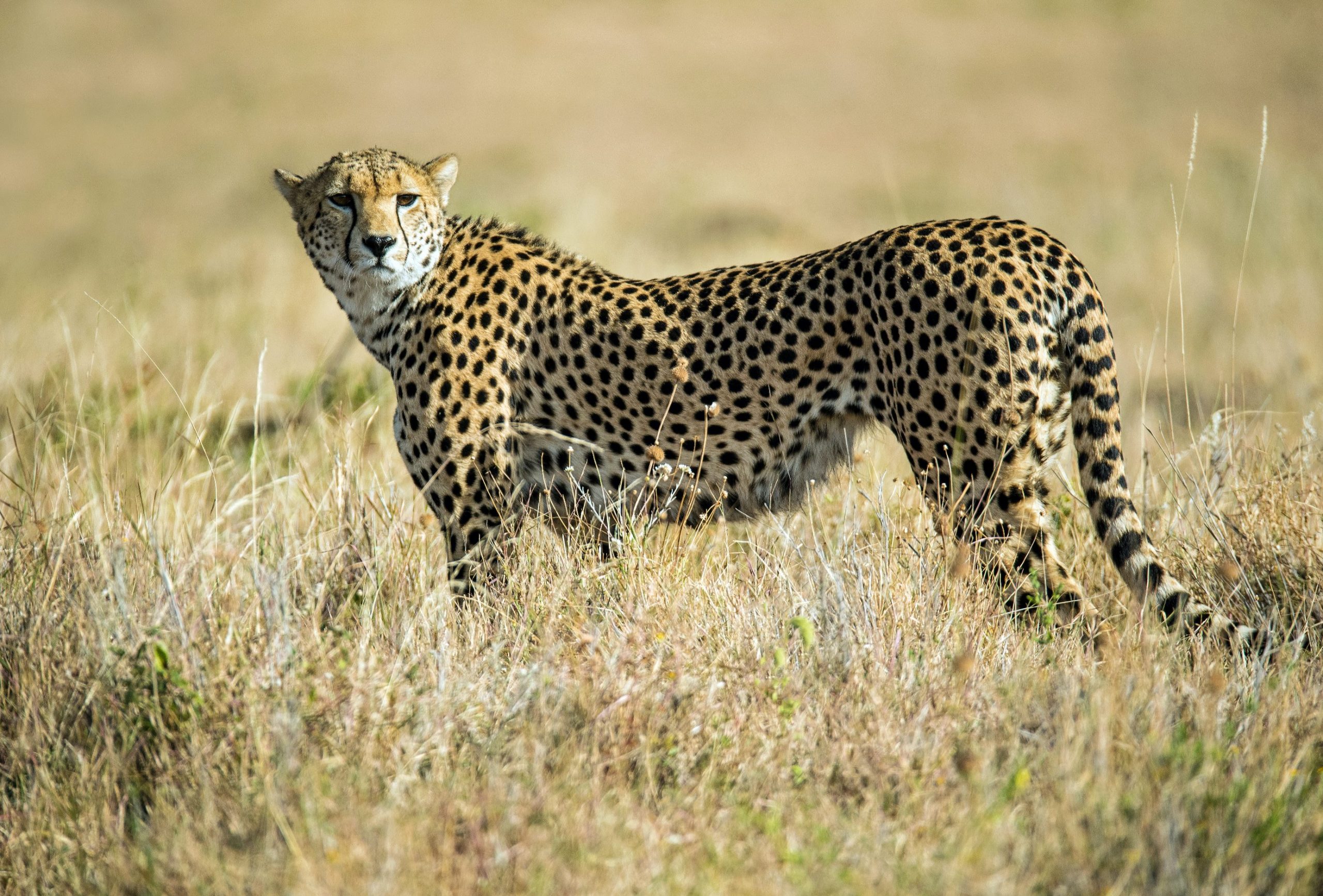 unforgettable African adventures
