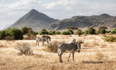 Sublime Samburu – A 3 Day Safari to Samburu